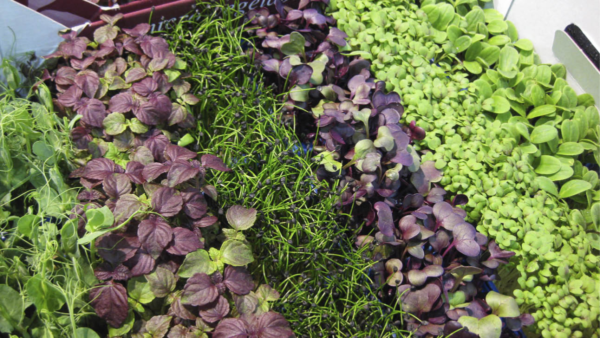 You can mix compatible microgreen seeds together. (istock)
