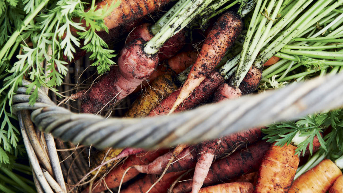 Heirloom carrots are nutritious and delicious. By Kirsten Bresciani