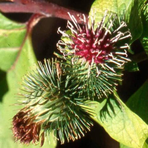 Burdock flower and leaves.