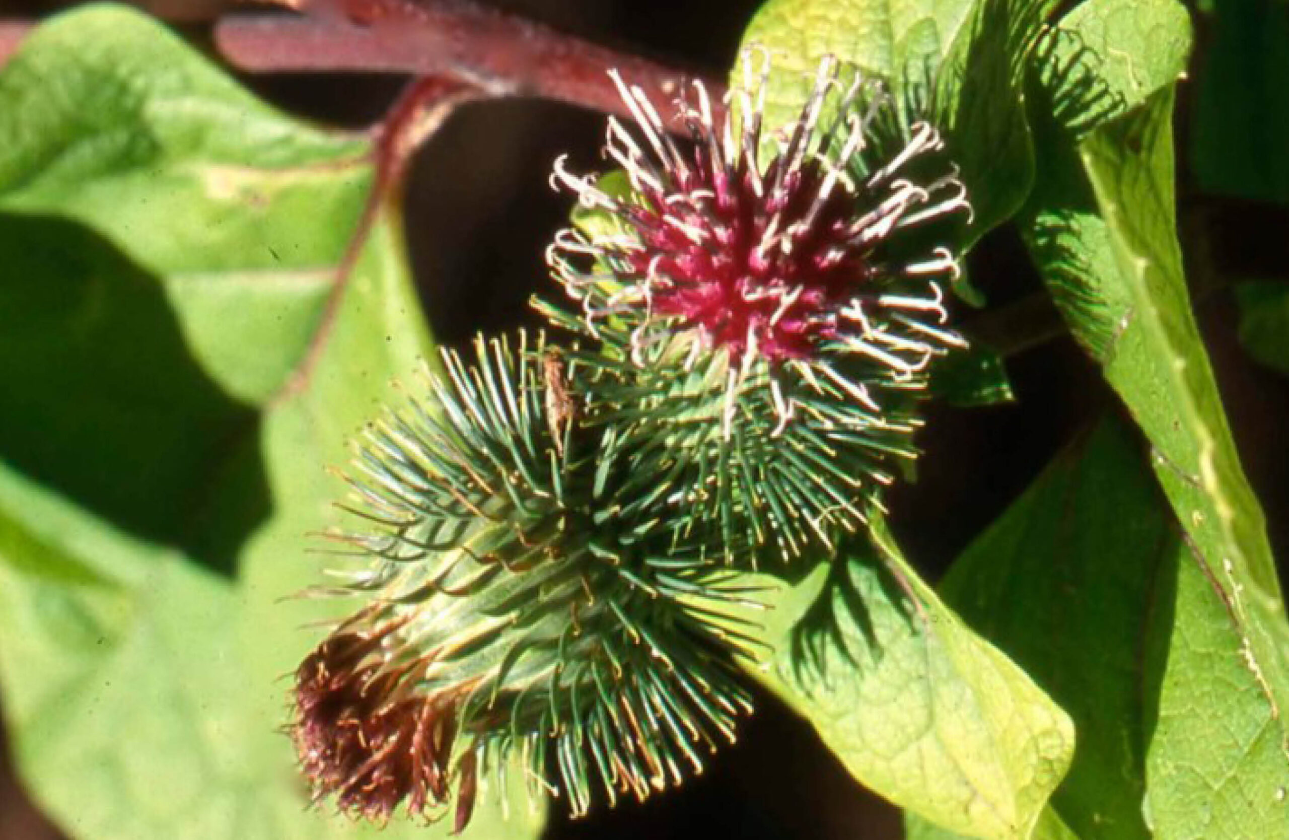 Burdock flower and leaves.