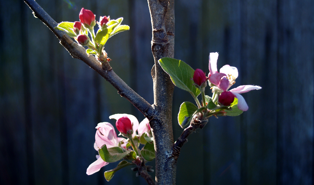 Anna Apple Blossom