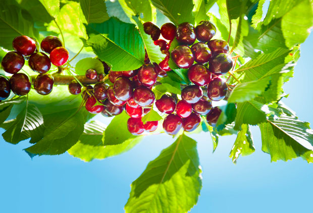 Cherries can be a challenge to grow, but worth the effort.