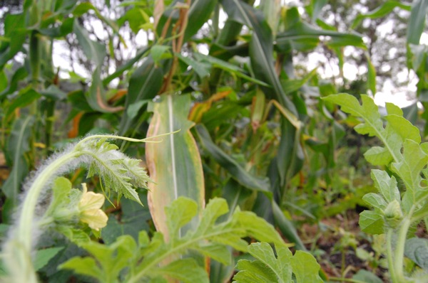The eldest sister, sweetcorn, is stealing the limelight from the snake beans and