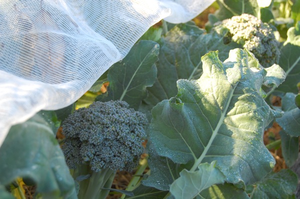 Broccoli and net