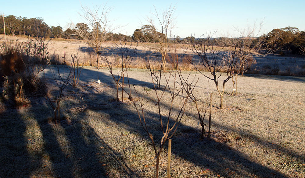 Mid Winter Orchard