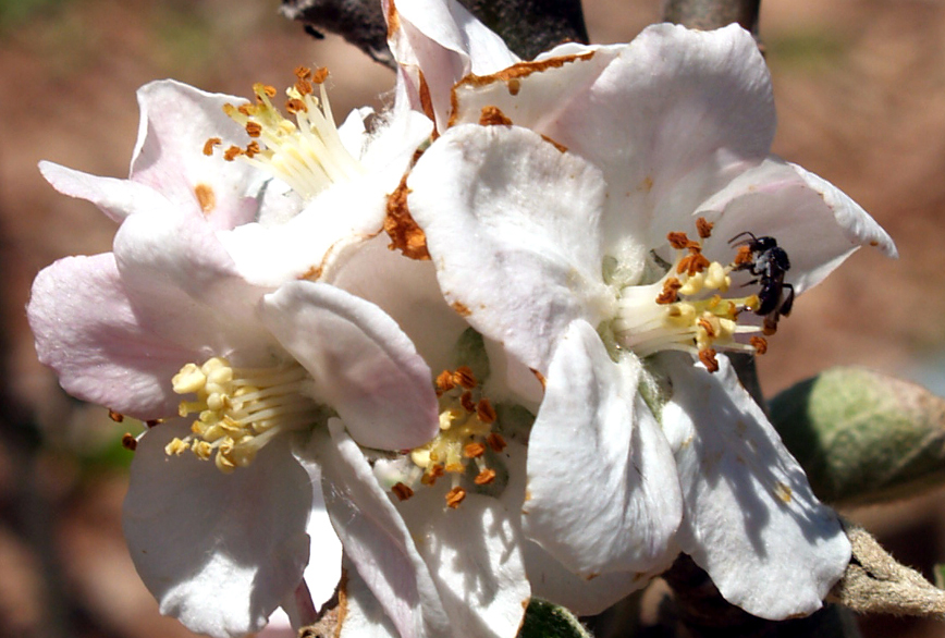 Native Bee Apple Blossom