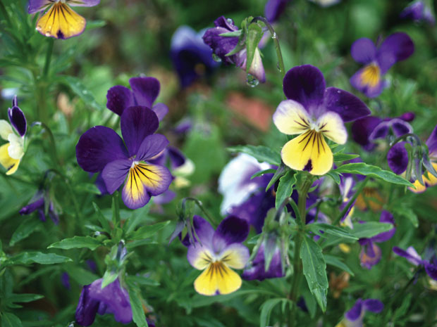 Heartsease has a long history of use in herbal medicine.