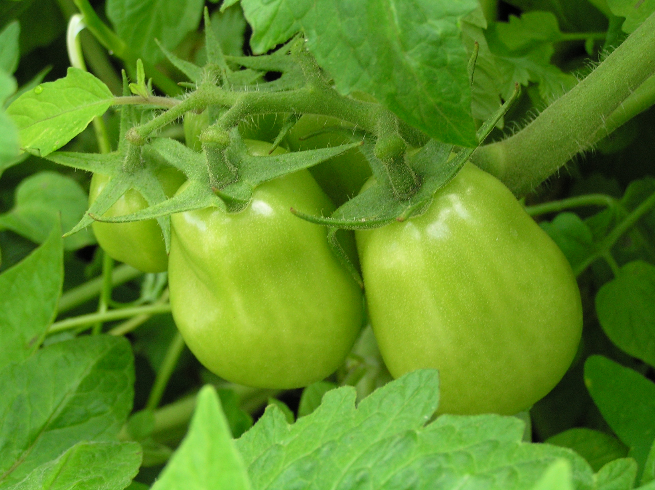 Tomato caterpillars can be controlled using organic methods.