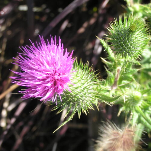 How to manage summer weeds organically