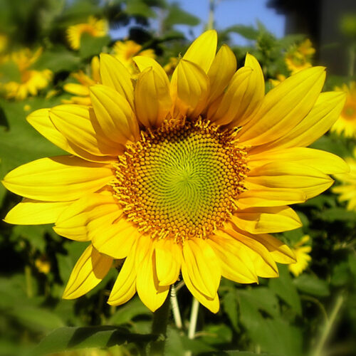 Super sunflowers