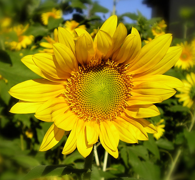 Super sunflowers