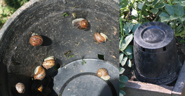 Snails like to hide in large upturned pots which can be used as traps.