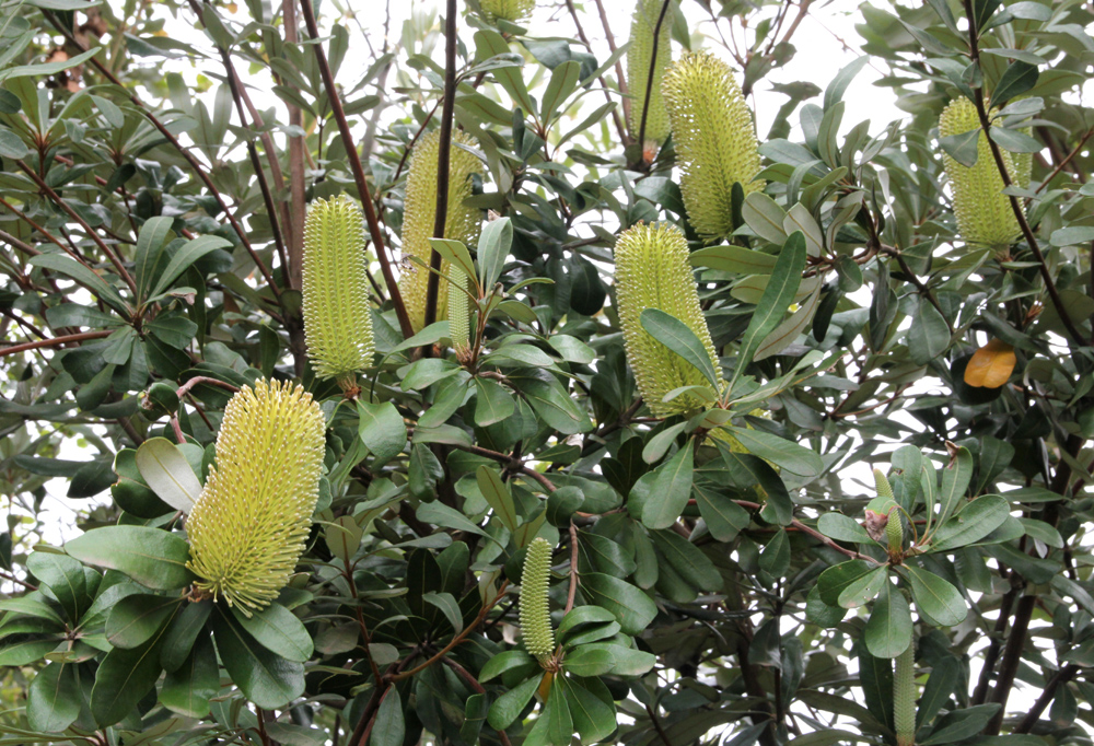 There’s nothing bad about Banksias