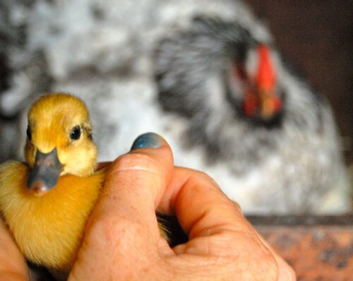 A mother hen sat on duck eggs and hatched her very own little duckling!