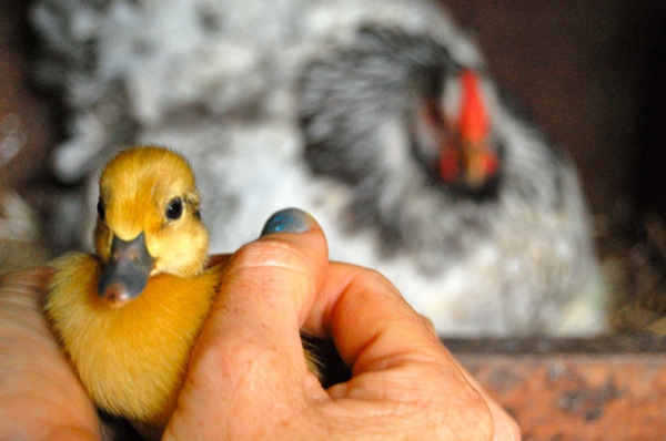 A mother hen sat on duck eggs and hatched her very own little duckling!