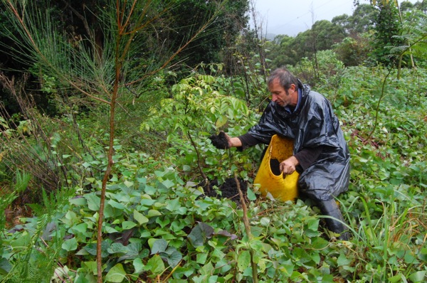 Simon Websters shows us how to maintain a permaculture swale