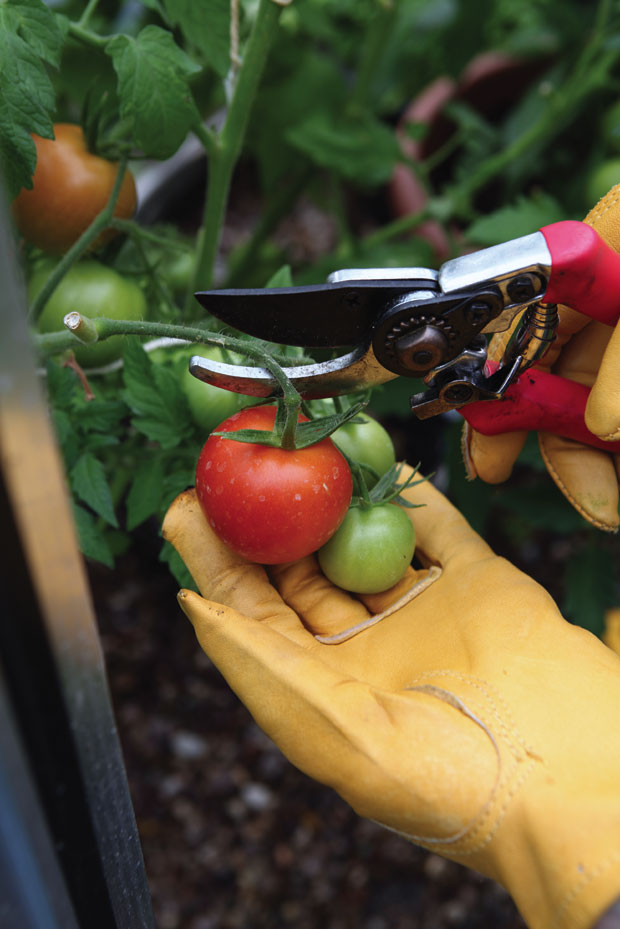 Sterilise your garden tools when moving between different crops to prevent transfer of disease.