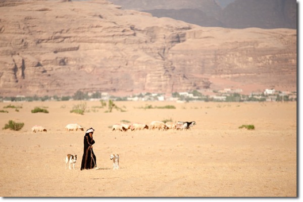 Jordan Wadi Rum herding