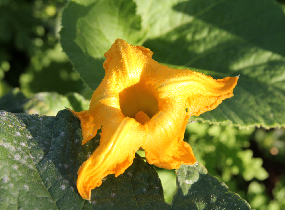 male pumpkin flower