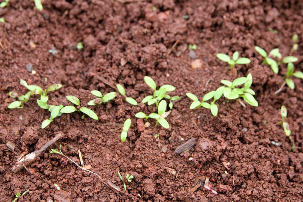 Parsnip Seedlings