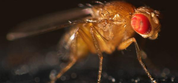Fruit flies buzzing on organic diet