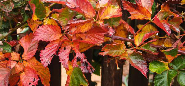 Autumn Blackberry Foliage