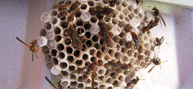 Paper wasps's nest