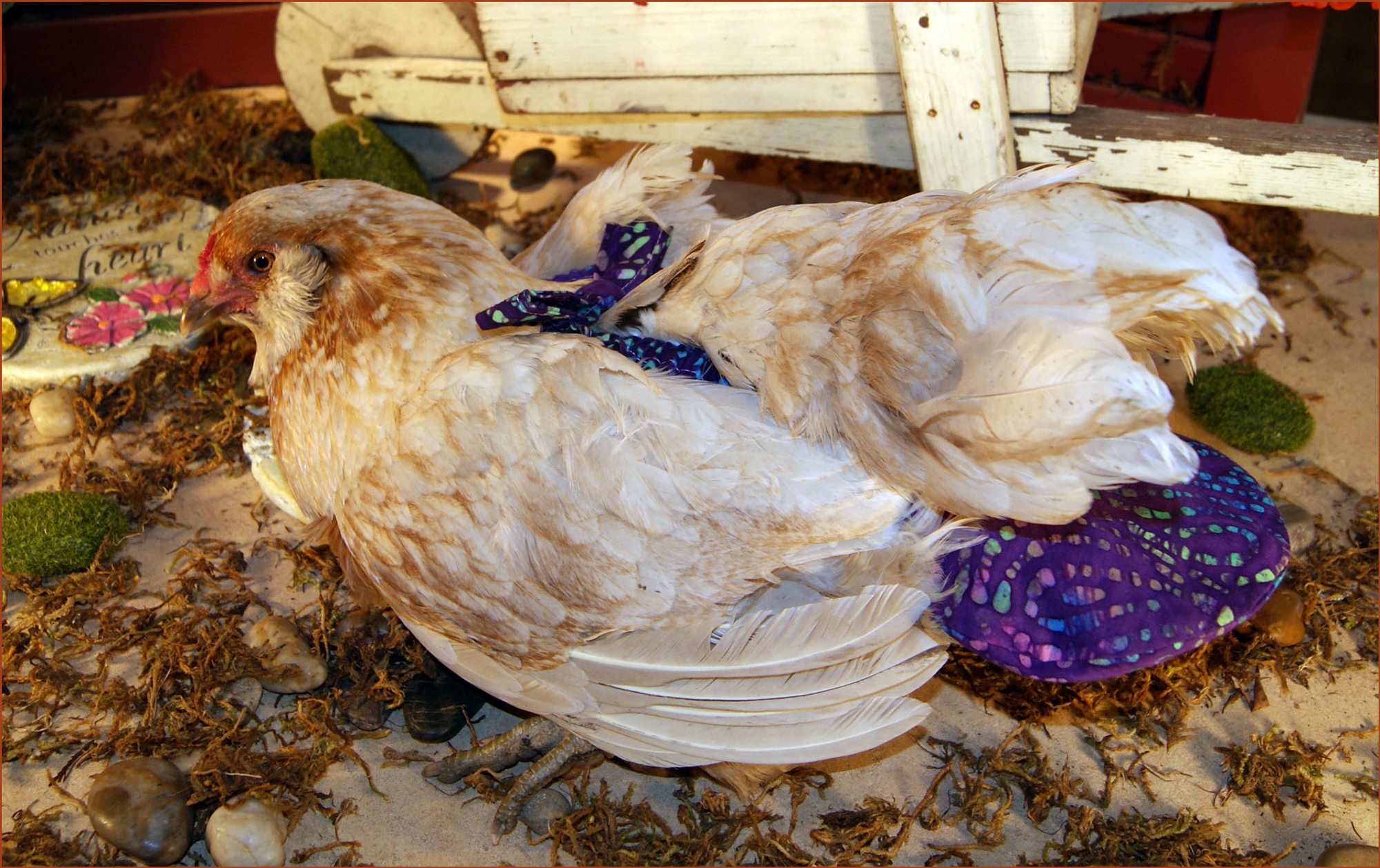 Chicken in purple nappy