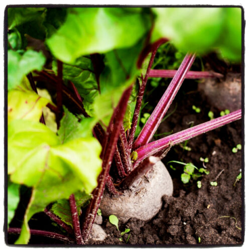 Organic Gardener magazine is on insta!