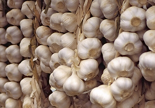 garlic