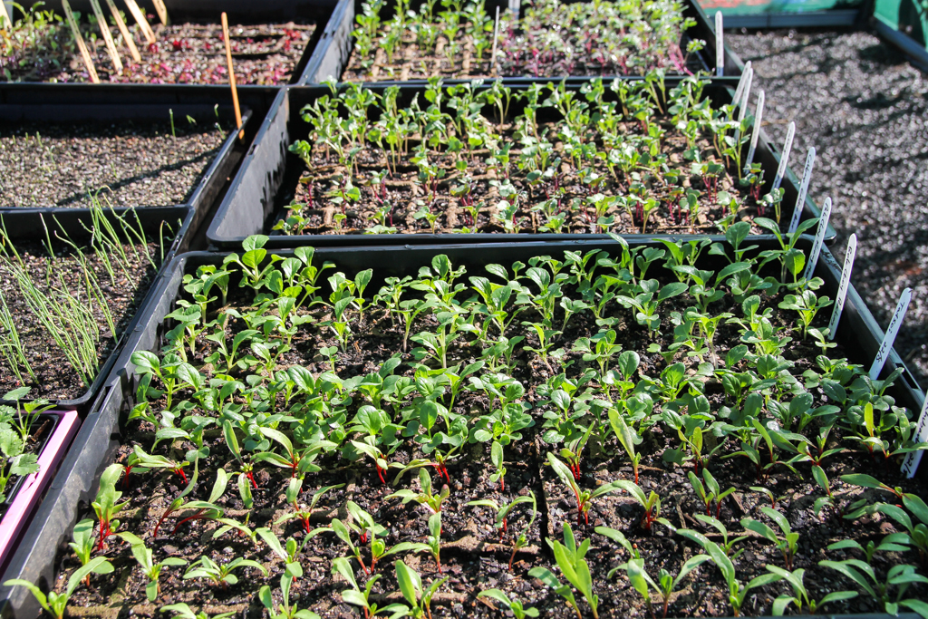 Vegie Seedlings