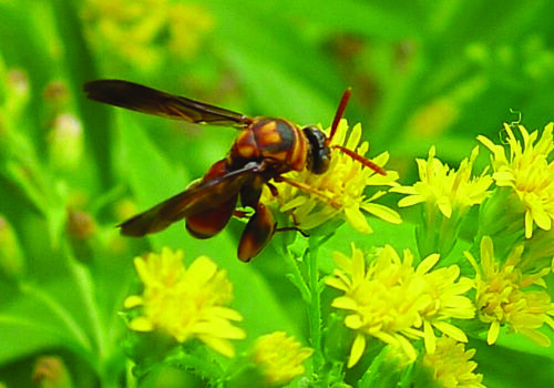 Leucospis wasp drinking nectar from goldenrod