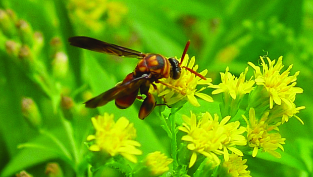 Leucospis wasp drinking nectar from goldenrod