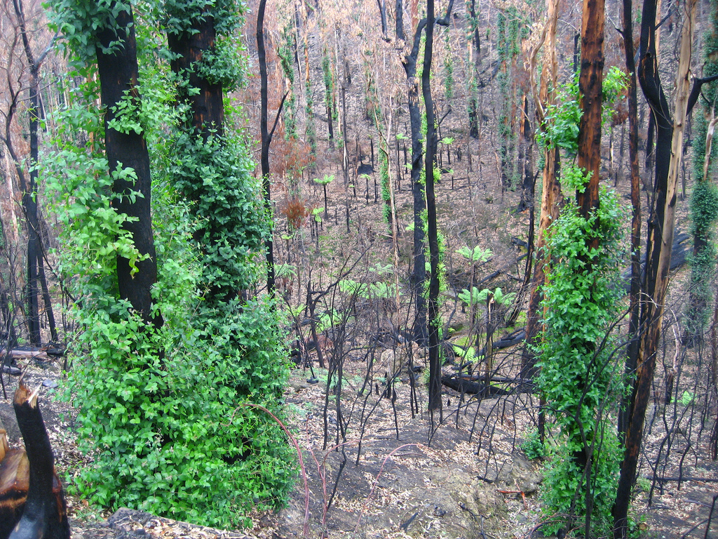 Bushfire recovery and resistance
