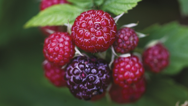 Growing raspberries and brambleberries in your own backyard