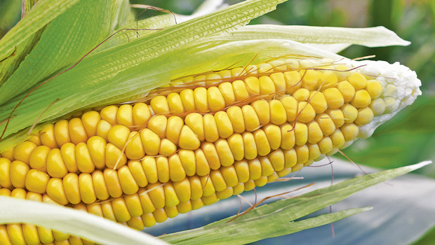 Lucious golden corn