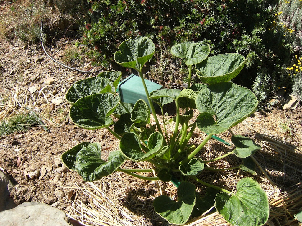 Zucchini with cupped leaves
