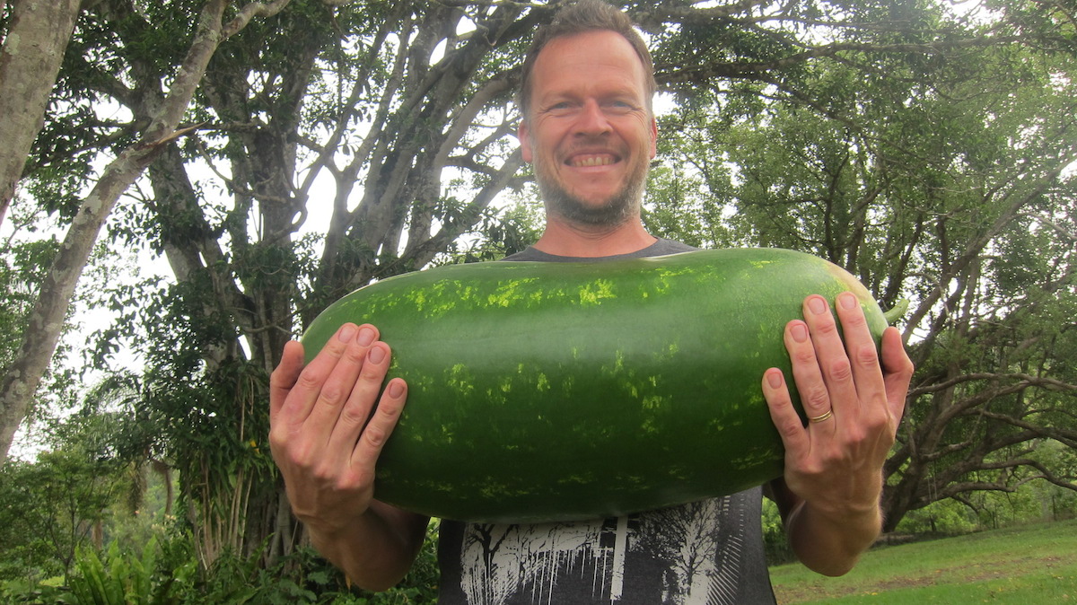 How to grow giant, juicy watermelons