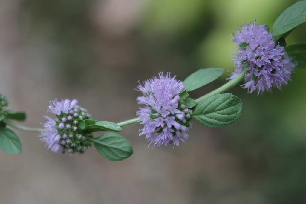 Sweetly scented pennyroyal