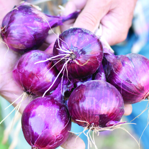 Red Onions