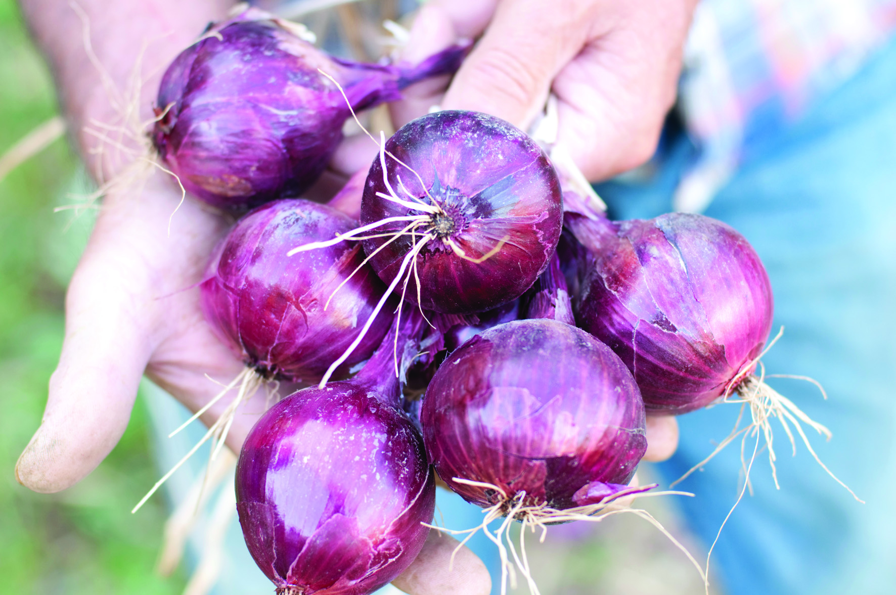 Red Onions