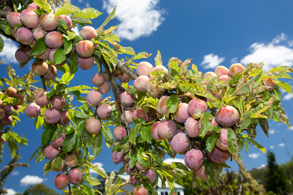 Organic 'Santa Rosa' plums.