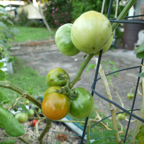 The last few ‘Tropic’ tomatoes