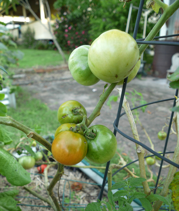The last few ‘Tropic’ tomatoes