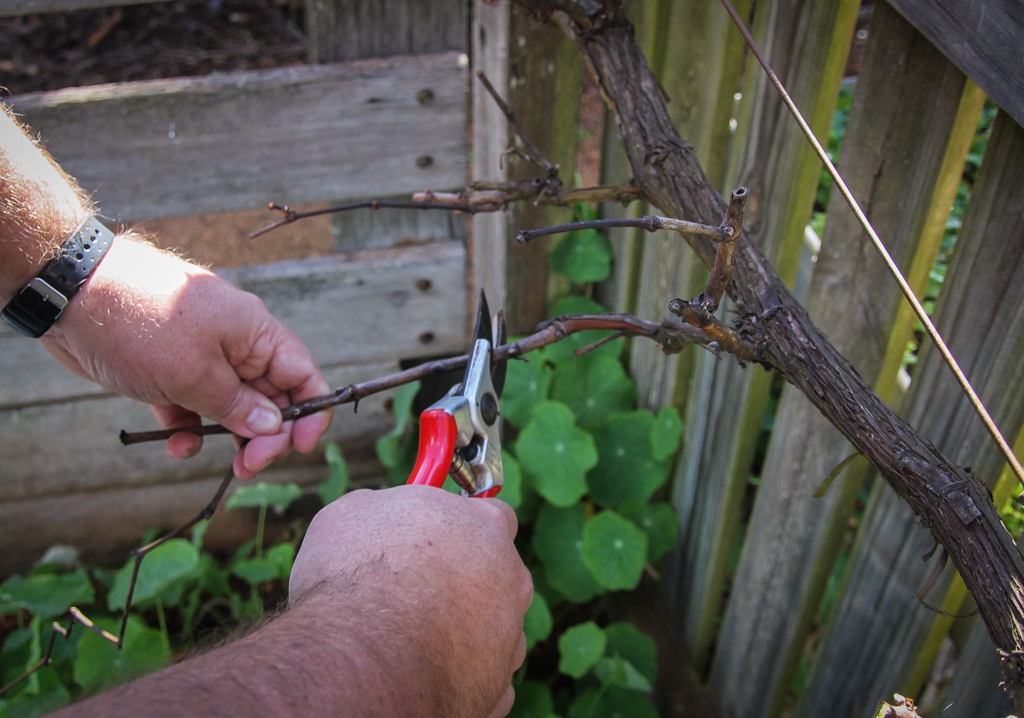 Two Bud Spur Pruning