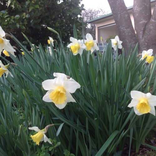 Clumps of daffodils provide colour and interest in gardens through winter and spring.