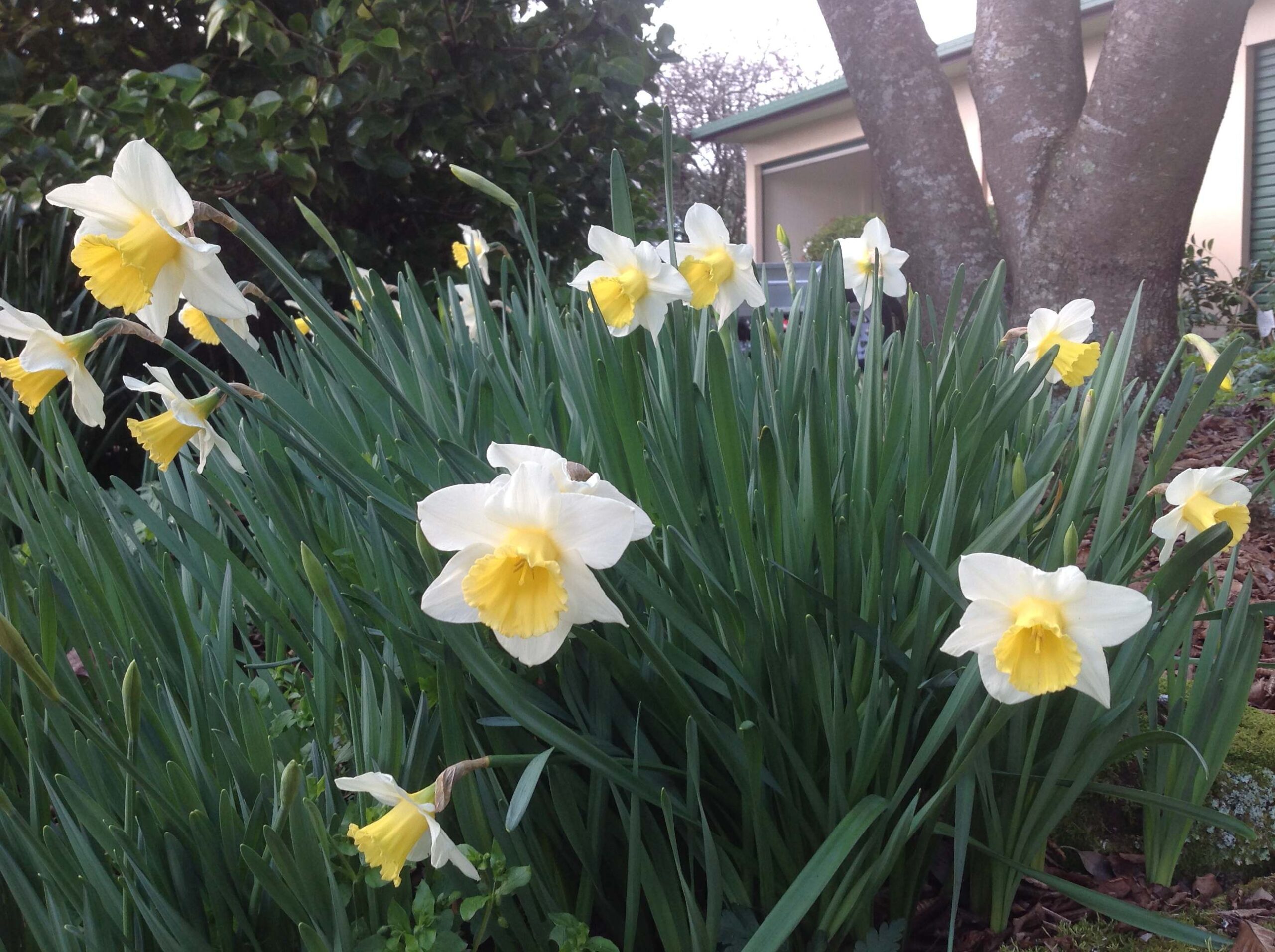 Clumps of daffodils provide colour and interest in gardens through winter and spring.