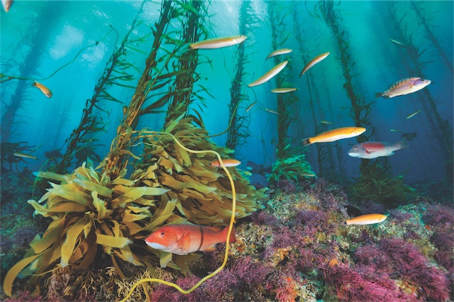 kelp forests are havens for sea life