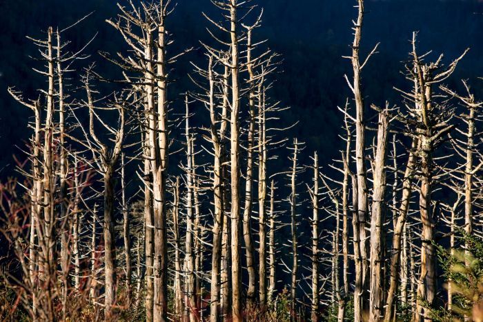 Dead spruce and fir trees near Asheville, North Carolina