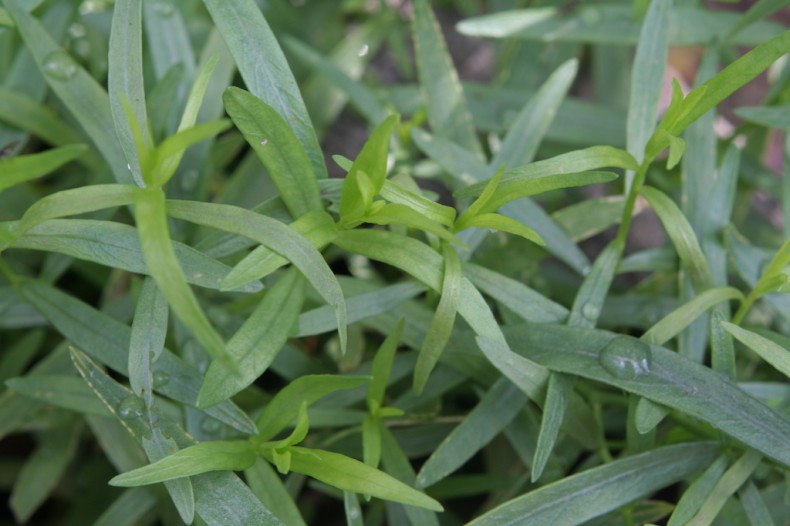 Bright green leaves of French tarragon